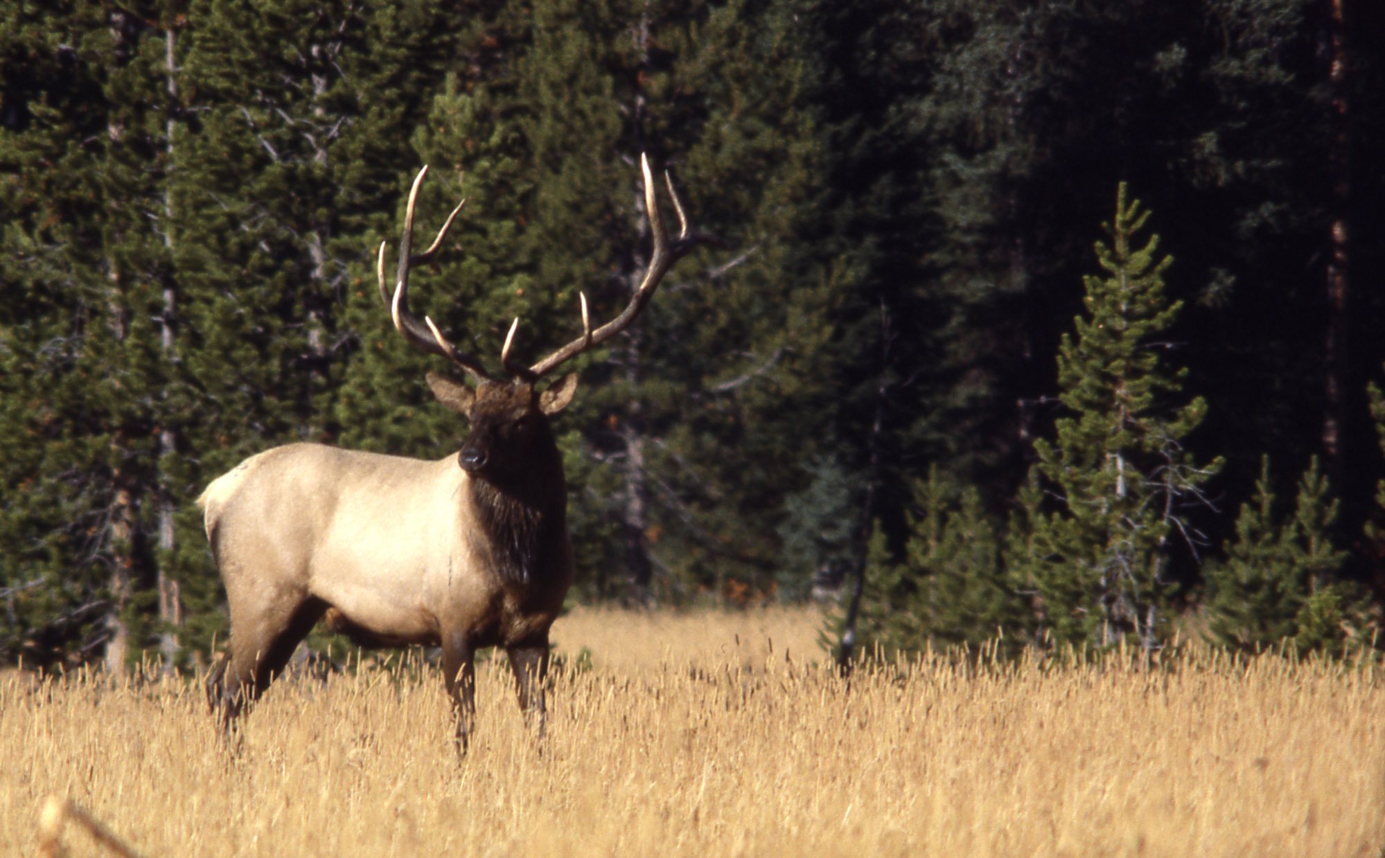 bull, Elk, Elks, Deer,  43 Wallpaper