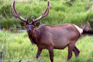 bull, Elk, Elks, Deer,  45