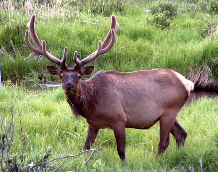 bull, Elk, Elks, Deer,  45 HD Wallpaper Desktop Background