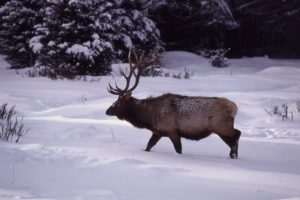 bull, Elk, Elks, Deer,  41