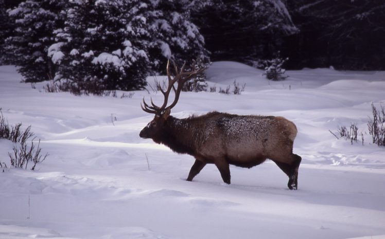 bull, Elk, Elks, Deer,  41 HD Wallpaper Desktop Background