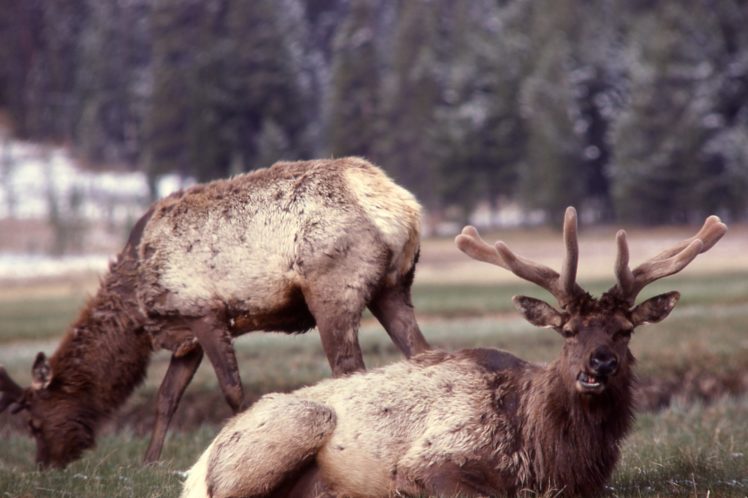 bull, Elk, Elks, Deer,  39 HD Wallpaper Desktop Background
