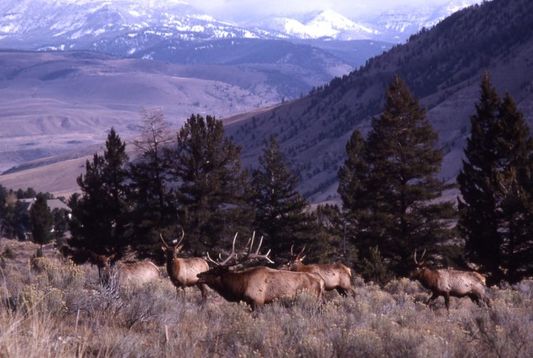 bull, Elk, Elks, Deer,  42 HD Wallpaper Desktop Background