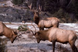 bull, Elk, Elks, Deer,  40