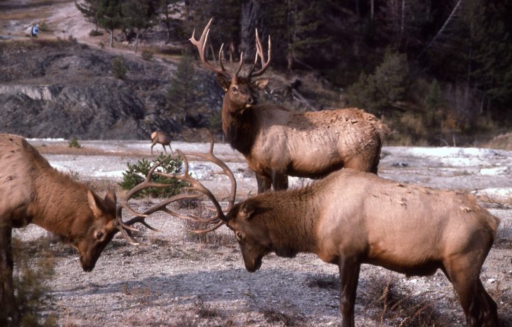 bull, Elk, Elks, Deer,  40 HD Wallpaper Desktop Background