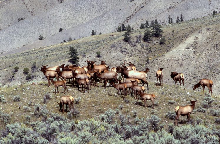 bull, Elk, Elks, Deer,  44 HD Wallpaper Desktop Background