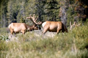 bull, Elk, Elks, Deer,  37