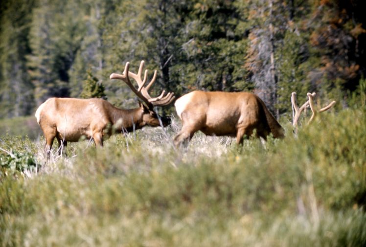 bull, Elk, Elks, Deer,  37 HD Wallpaper Desktop Background
