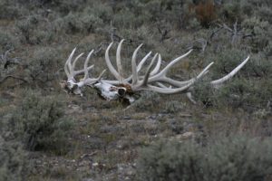 bull, Elk, Elks, Deer,  46