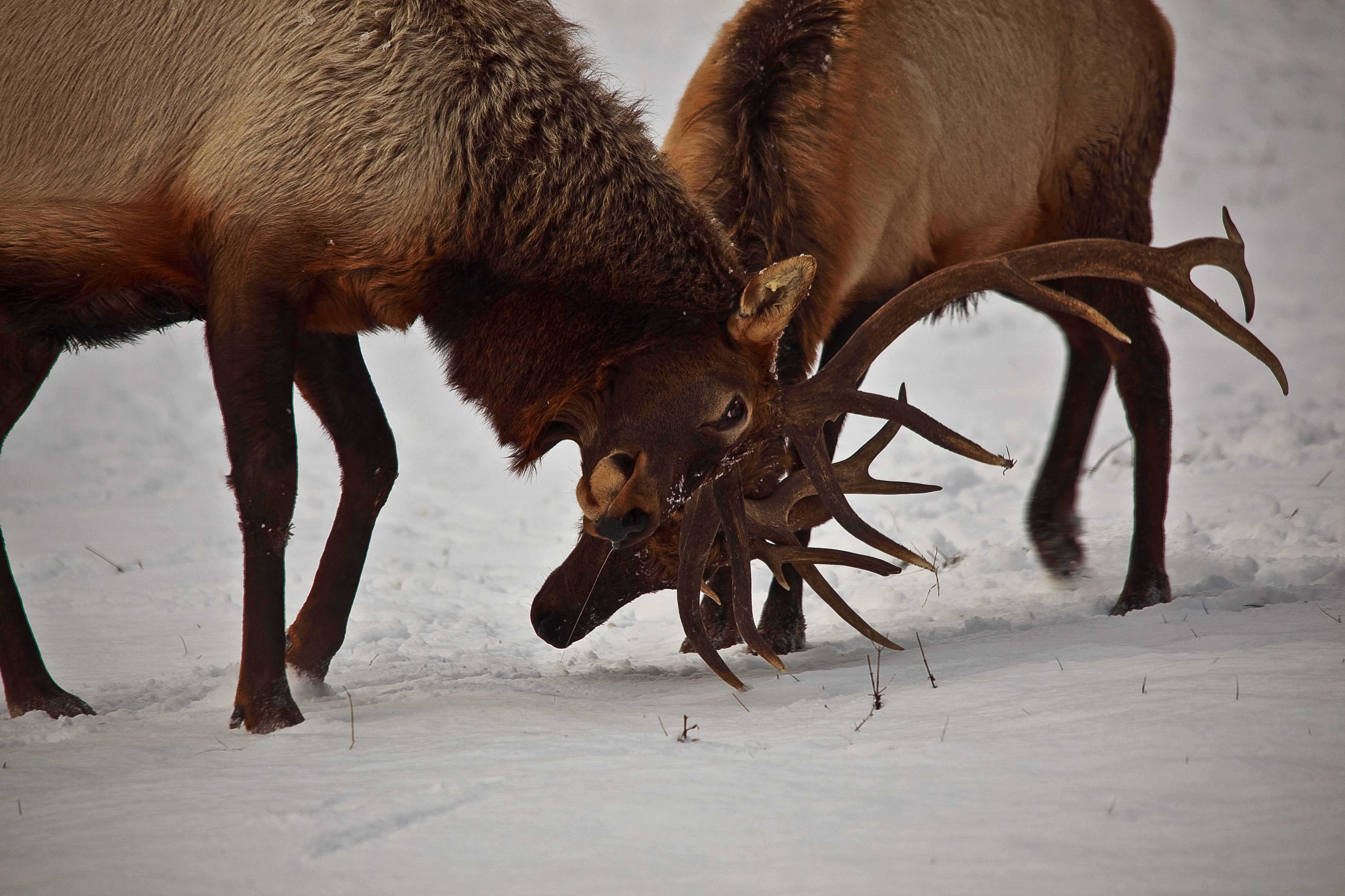 bull, Elk, Elks, Deer,  58 Wallpaper