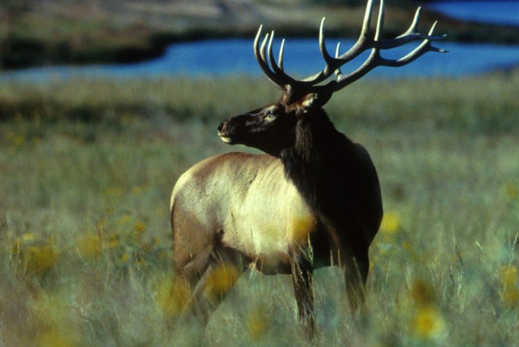 bull, Elk, Elks, Deer,  54 HD Wallpaper Desktop Background