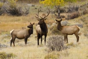 bull, Elk, Elks, Deer,  57