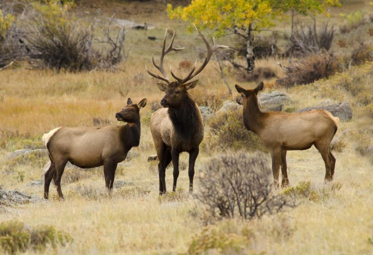bull, Elk, Elks, Deer,  57 HD Wallpaper Desktop Background