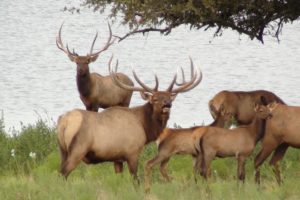 bull, Elk, Elks, Deer,  47 , Jpg