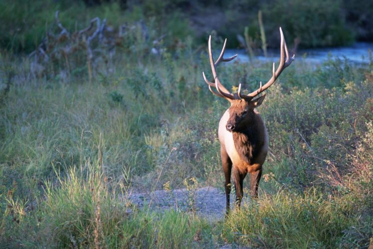 bull, Elk, Elks, Deer,  53 HD Wallpaper Desktop Background