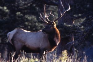 bull, Elk, Elks, Deer,  56