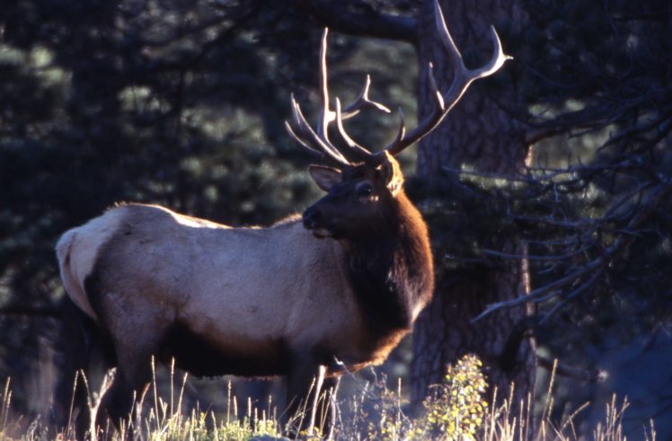 bull, Elk, Elks, Deer,  56 HD Wallpaper Desktop Background
