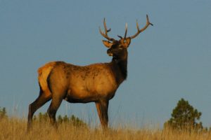 bull, Elk, Elks, Deer,  52 , Jpg