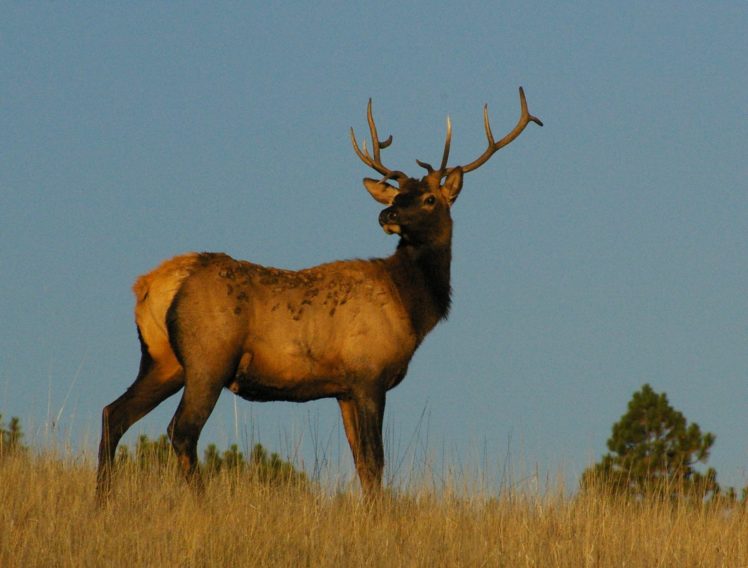 bull, Elk, Elks, Deer,  52 , Jpg HD Wallpaper Desktop Background