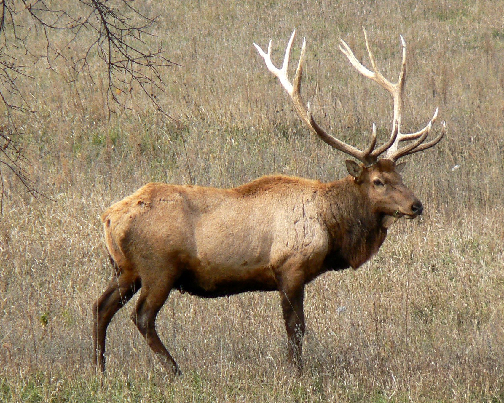 bull, Elk, Elks, Deer,  48 Wallpaper