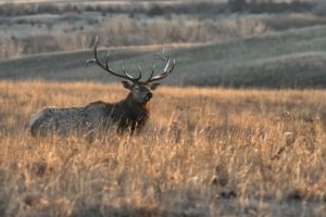 bull, Elk, Elks, Deer,  50