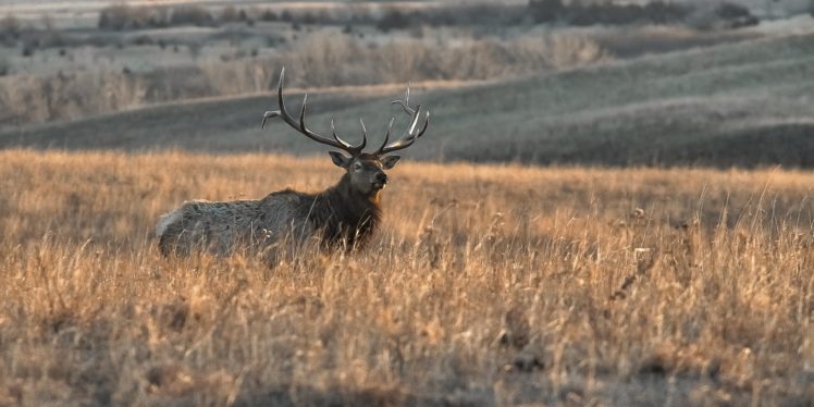 bull, Elk, Elks, Deer,  50 HD Wallpaper Desktop Background