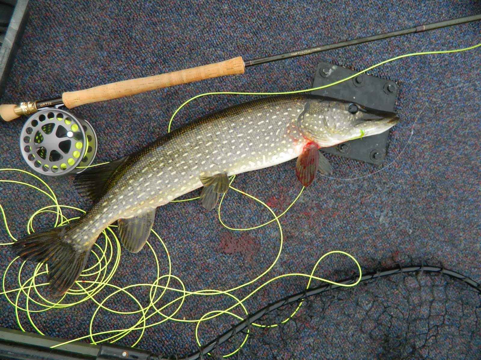 fishing, Fish, Sport, Water, Fishes,  67 , Jpg Wallpaper