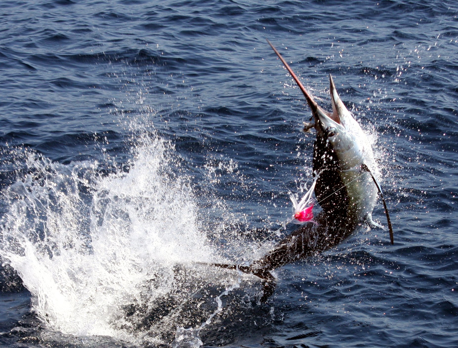 fishing, Fish, Sport, Water, Fishes,  20 Wallpaper