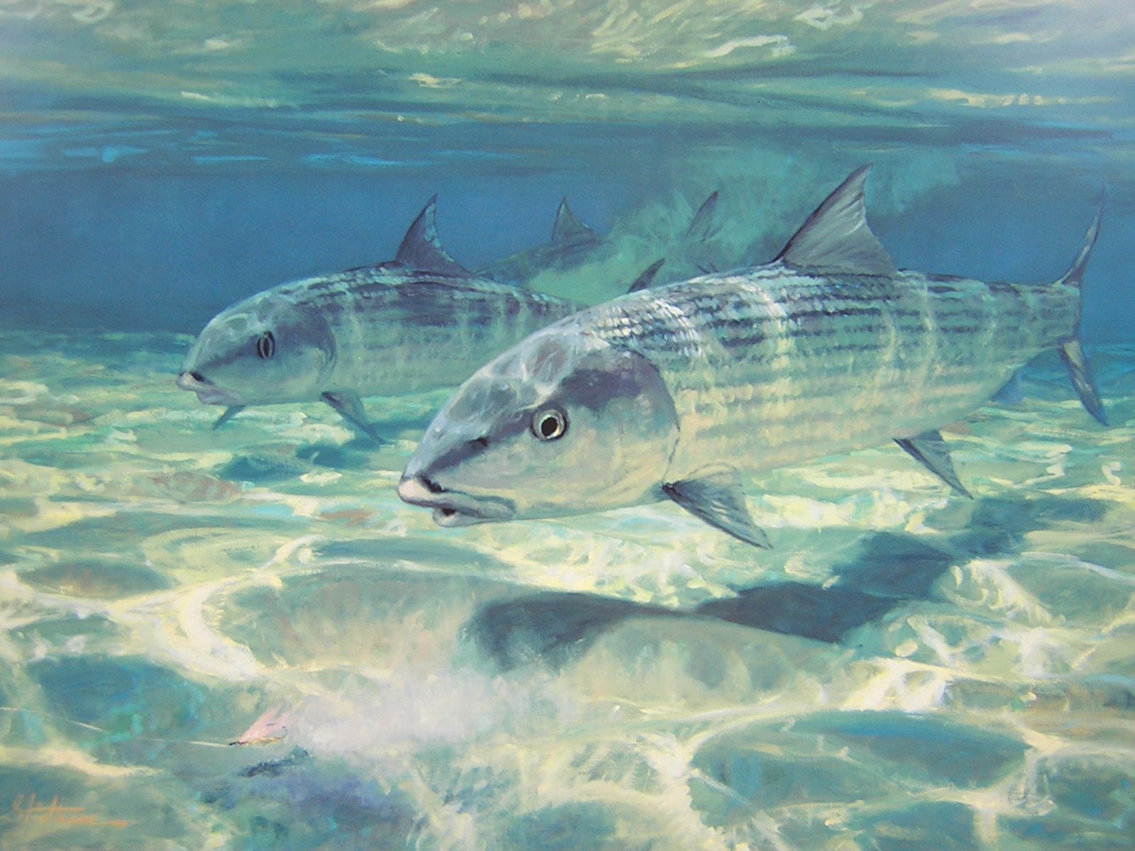 fishing, Fish, Sport, Water, Fishes,  33 Wallpaper
