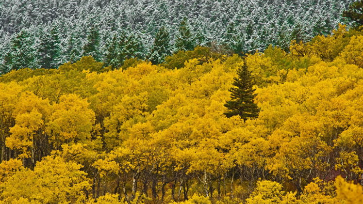 landscapes, Forest, Woods, Autumn, Fall, Snow HD Wallpaper Desktop Background