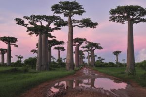 trees, Madagascar, Baobab, Grandidiers