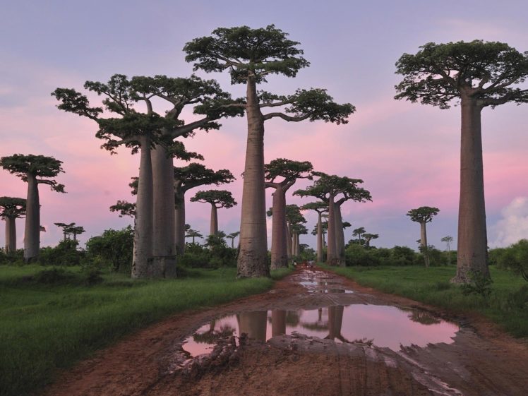 trees, Madagascar, Baobab, Grandidiers HD Wallpaper Desktop Background