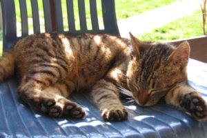 cats, Outdoors, Sleeping