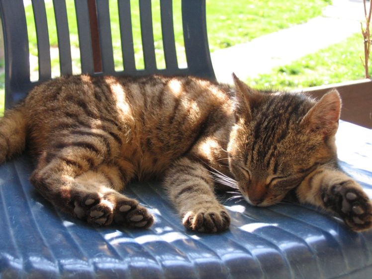 cats, Outdoors, Sleeping HD Wallpaper Desktop Background