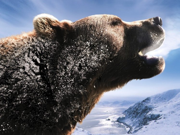 winter, Snow, Animals, Bears HD Wallpaper Desktop Background
