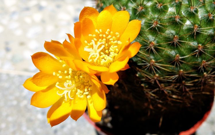 nature, Flowers, Plants, Cactus, Yellow, Flowers, Cactus, Flowers HD Wallpaper Desktop Background