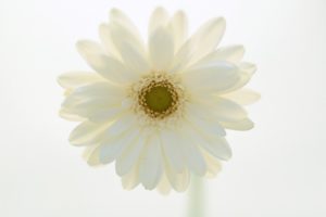 flowers, Beyaz