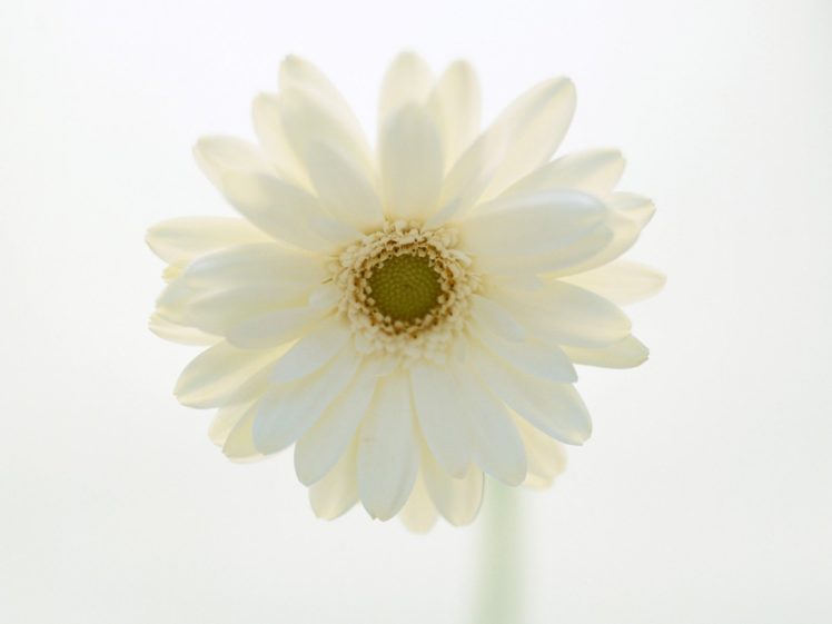 flowers, Beyaz HD Wallpaper Desktop Background