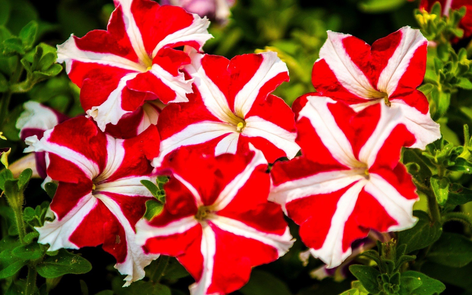 flowers Wallpaper