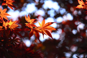 trees, Macro, Autumn, Fall