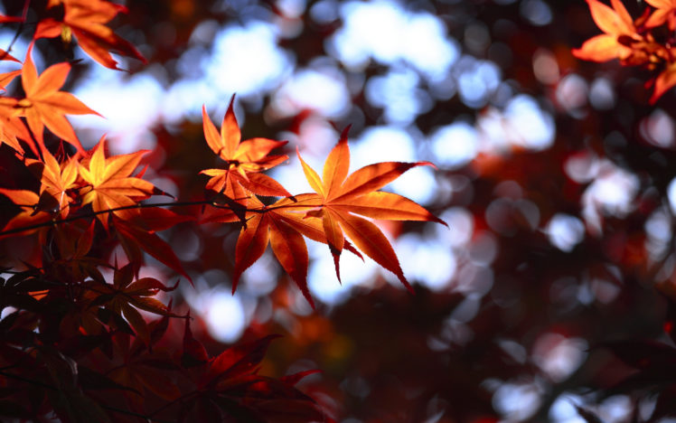 trees, Macro, Autumn, Fall HD Wallpaper Desktop Background