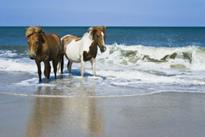 horses, Beaches, Ocean, Sea, Waves
