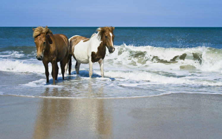 horses, Beaches, Ocean, Sea, Waves HD Wallpaper Desktop Background