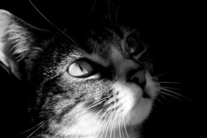 close up, Cats, Animals, Grayscale