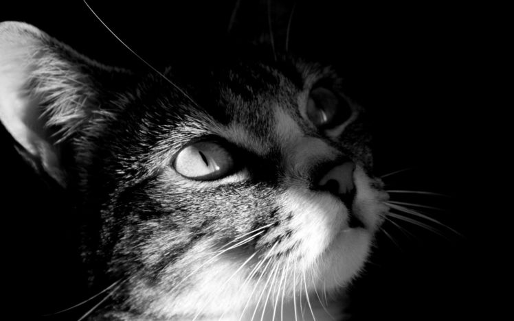 close up, Cats, Animals, Grayscale HD Wallpaper Desktop Background