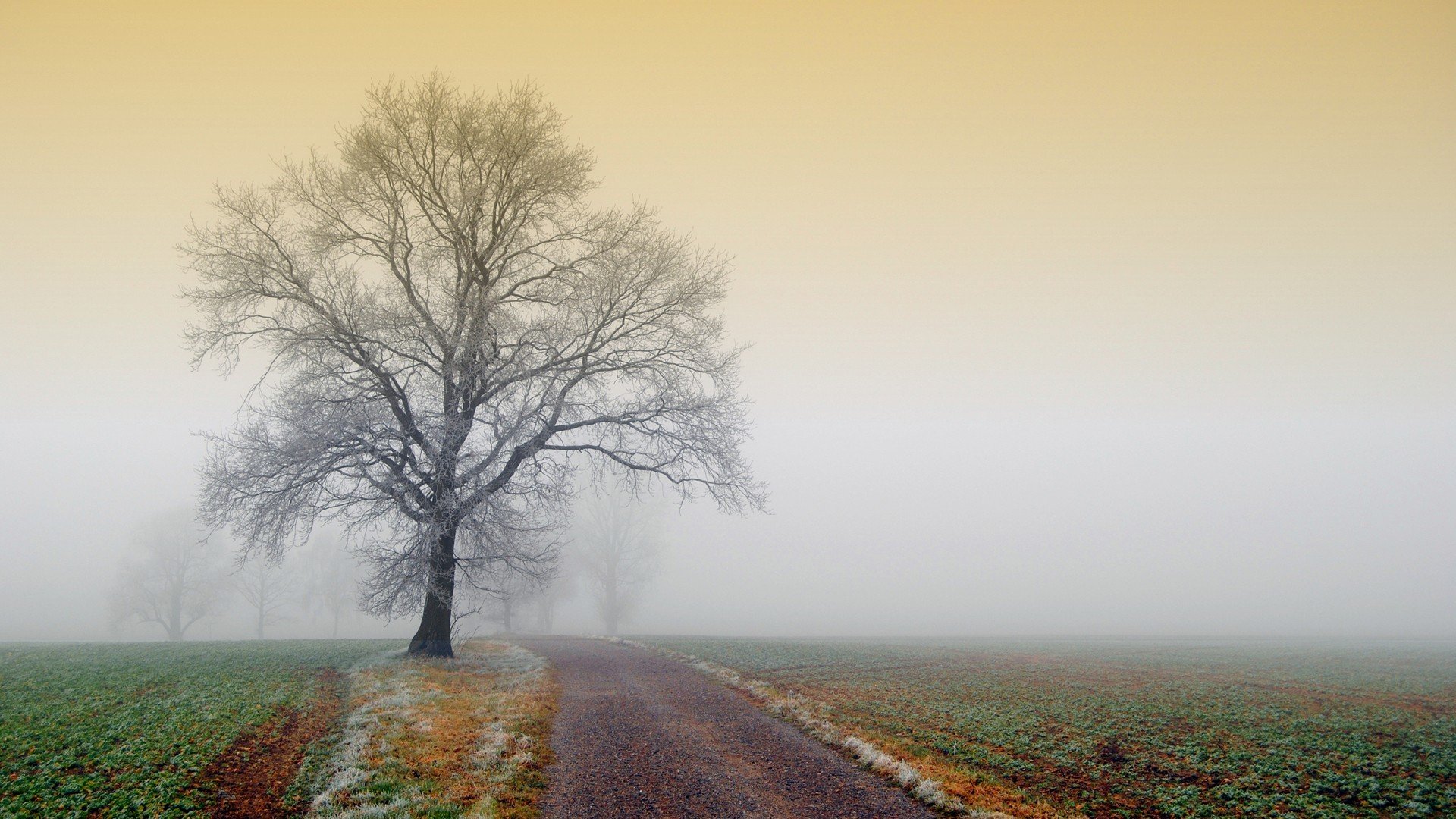 nature Wallpaper