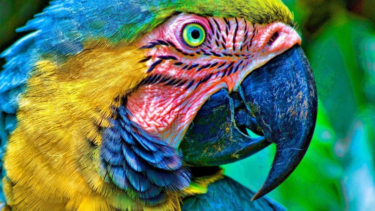 birds, Parrots, Macaw, Blue and yellow, Macaws HD Wallpaper Desktop Background