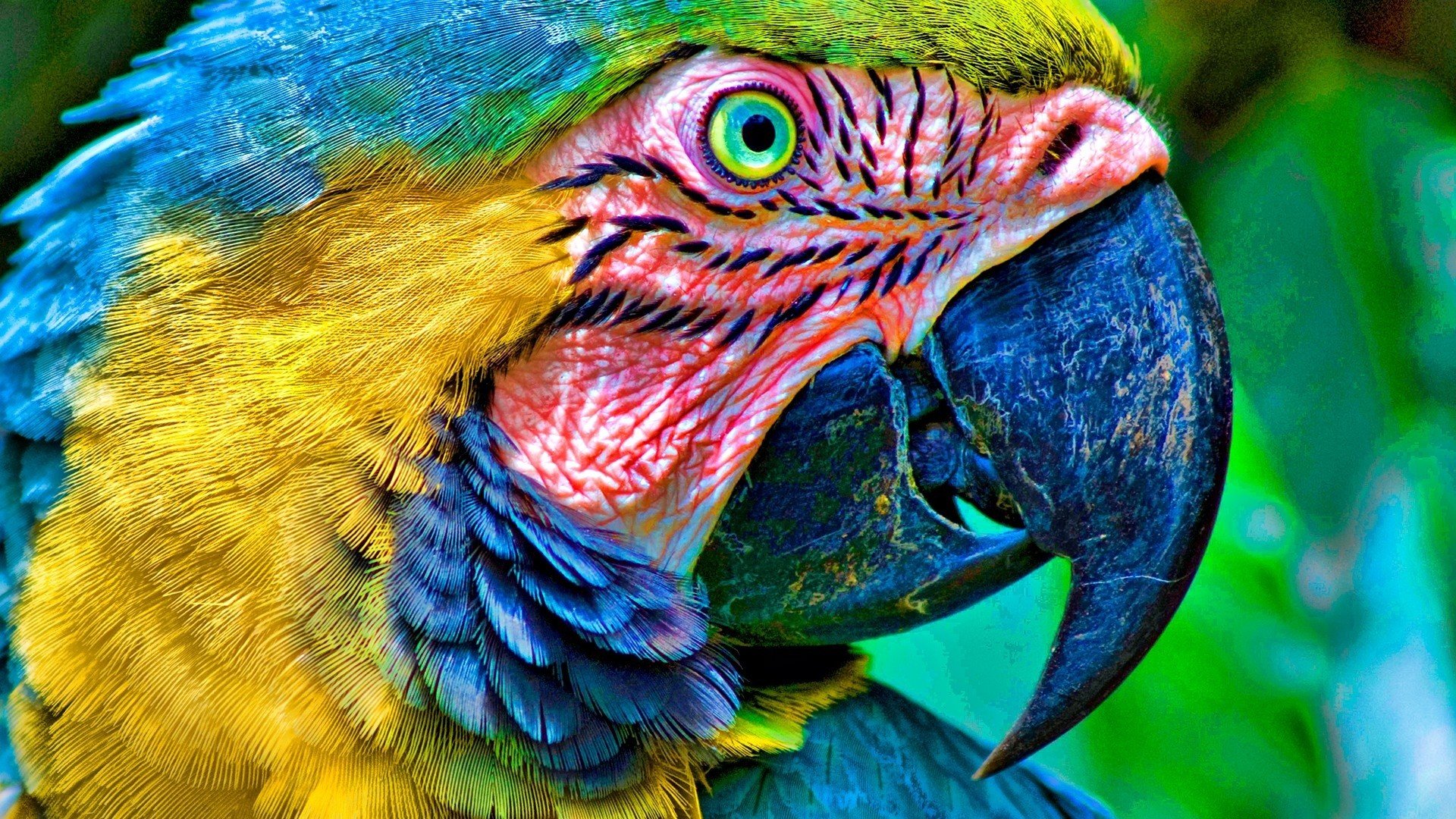 birds, Parrots, Macaw, Blue and yellow, Macaws Wallpaper