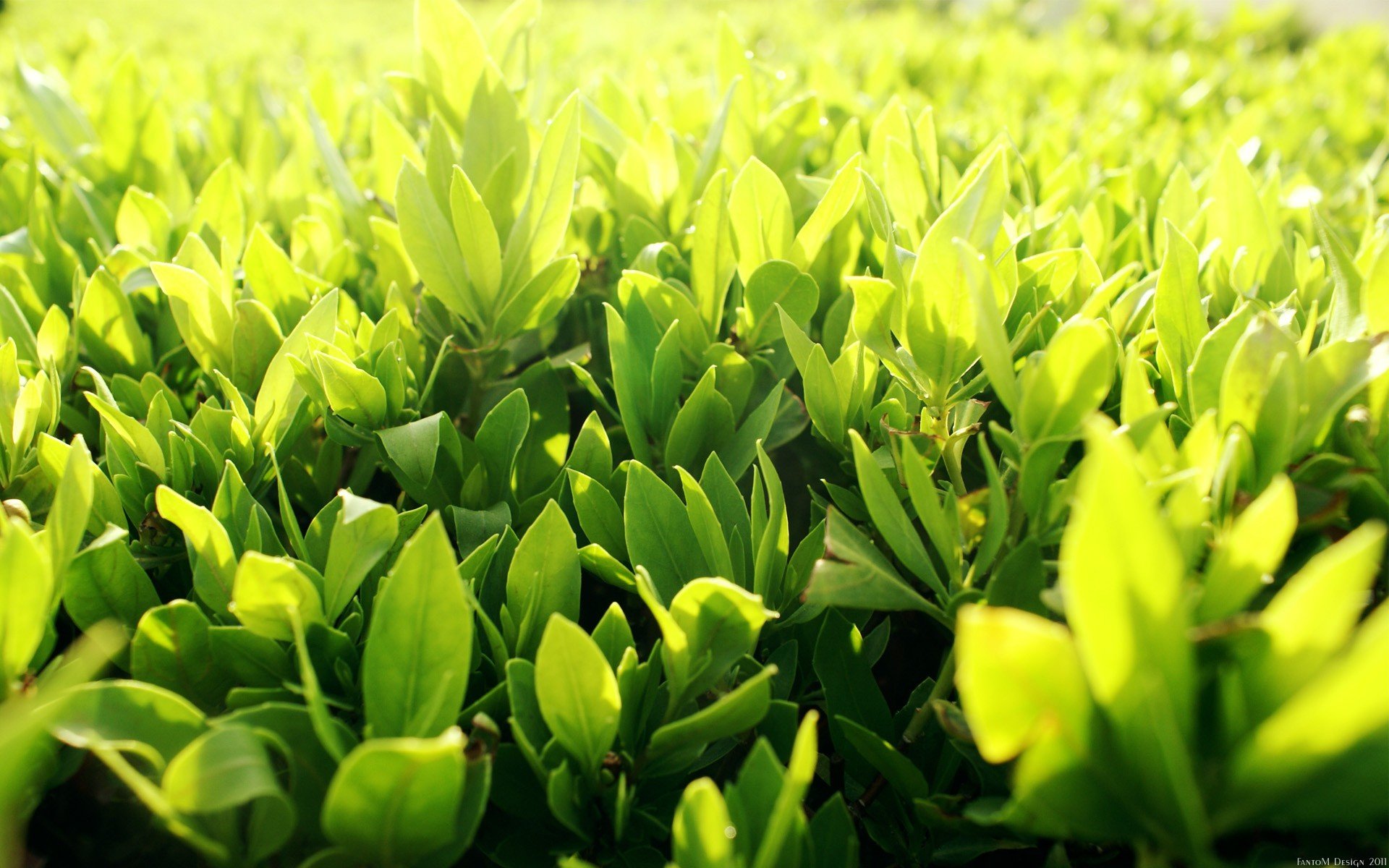 nature Wallpaper