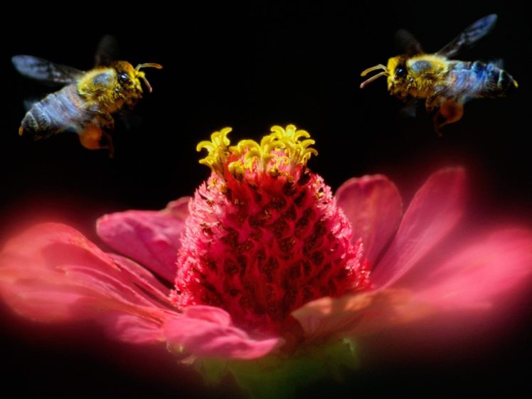 flowers, Insects, Shadows, Bugs, Macro, Bees HD Wallpaper Desktop Background